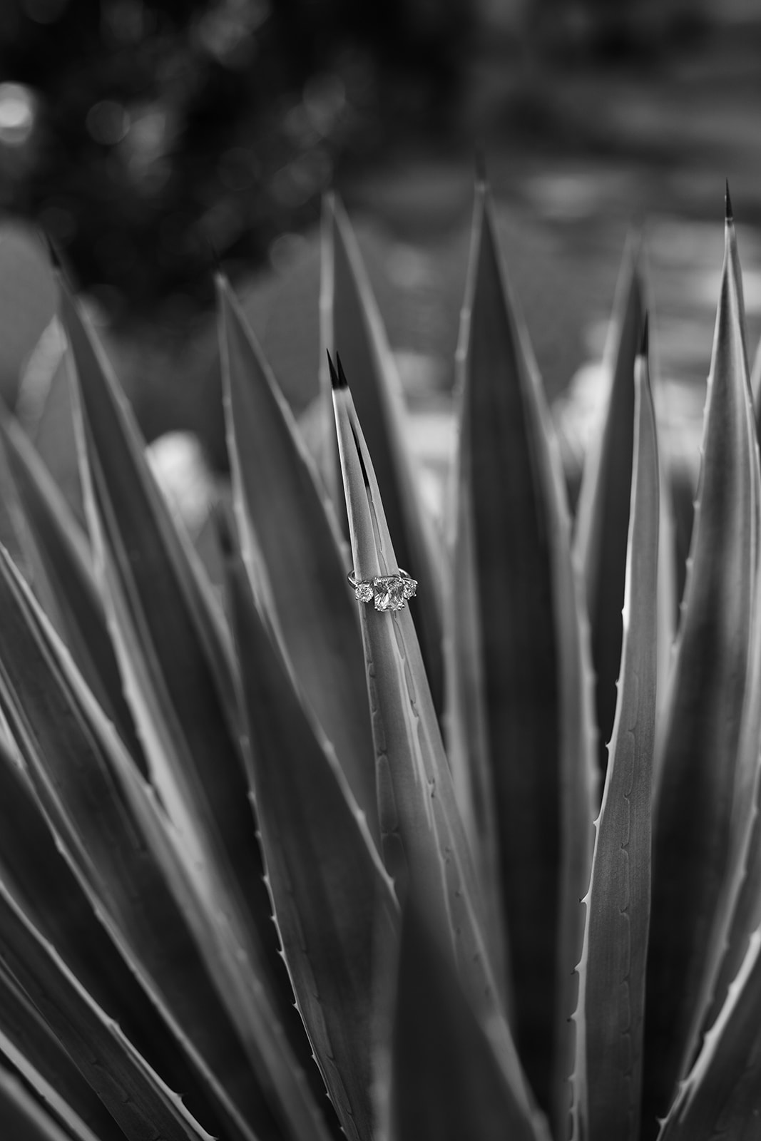 wedding ring on agave plant in Palm Springs for elopement photograph, elopement photography in Texas